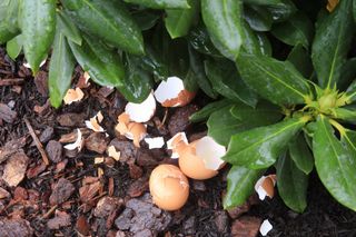 eggshells in a garden bed