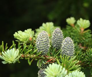 Balsam fir tree branch and cones