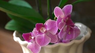 pink orchid in flowerpot