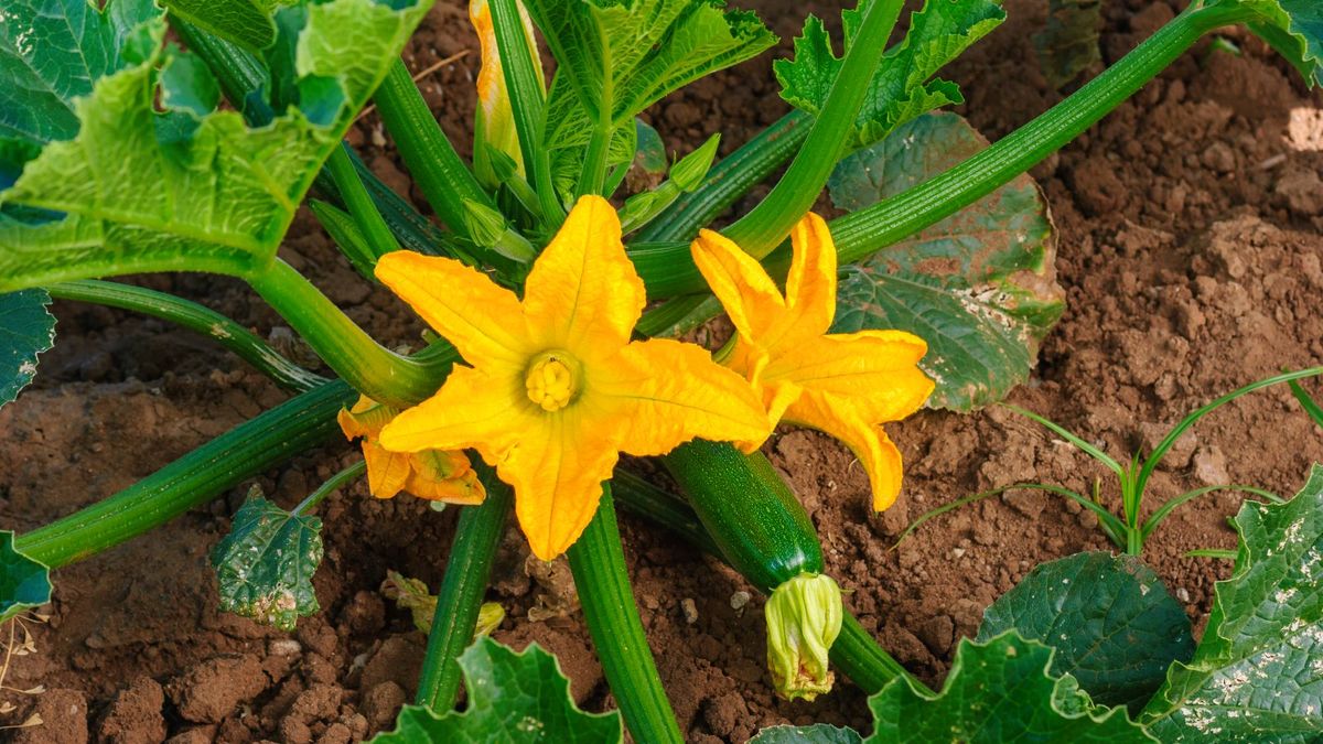 Why Your Zucchini Is Only Growing Duds – and the Simple Fix That Gets Fruits Forming Fast