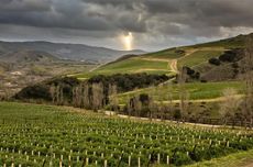 Pinot Noir is planted on south-facing hillsides at the Sea Smoke Estate Vineyard in Sta Rita Hills AVA
