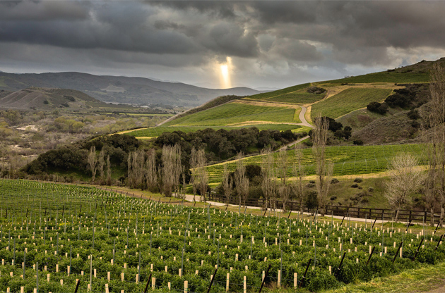 Pinot Noir is planted on south-facing hillsides at the Sea Smoke Estate Vineyard in Sta Rita Hills AVA