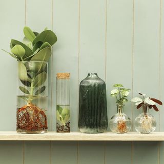 Five assorted clear jars on a shelf, each containing a plant and its roots in water.