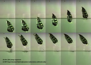 Time-lapse series of images taken at intervals of 0.01 second, showing an archerfish (Toxotes microlepis) jumping for bait.