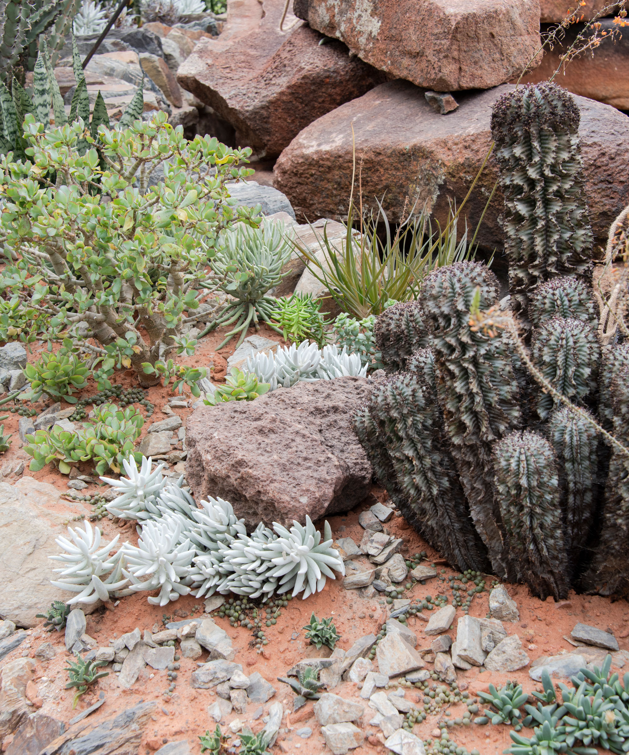 detail of landscaping with cacti, succulent plants and rocks in sandy soil