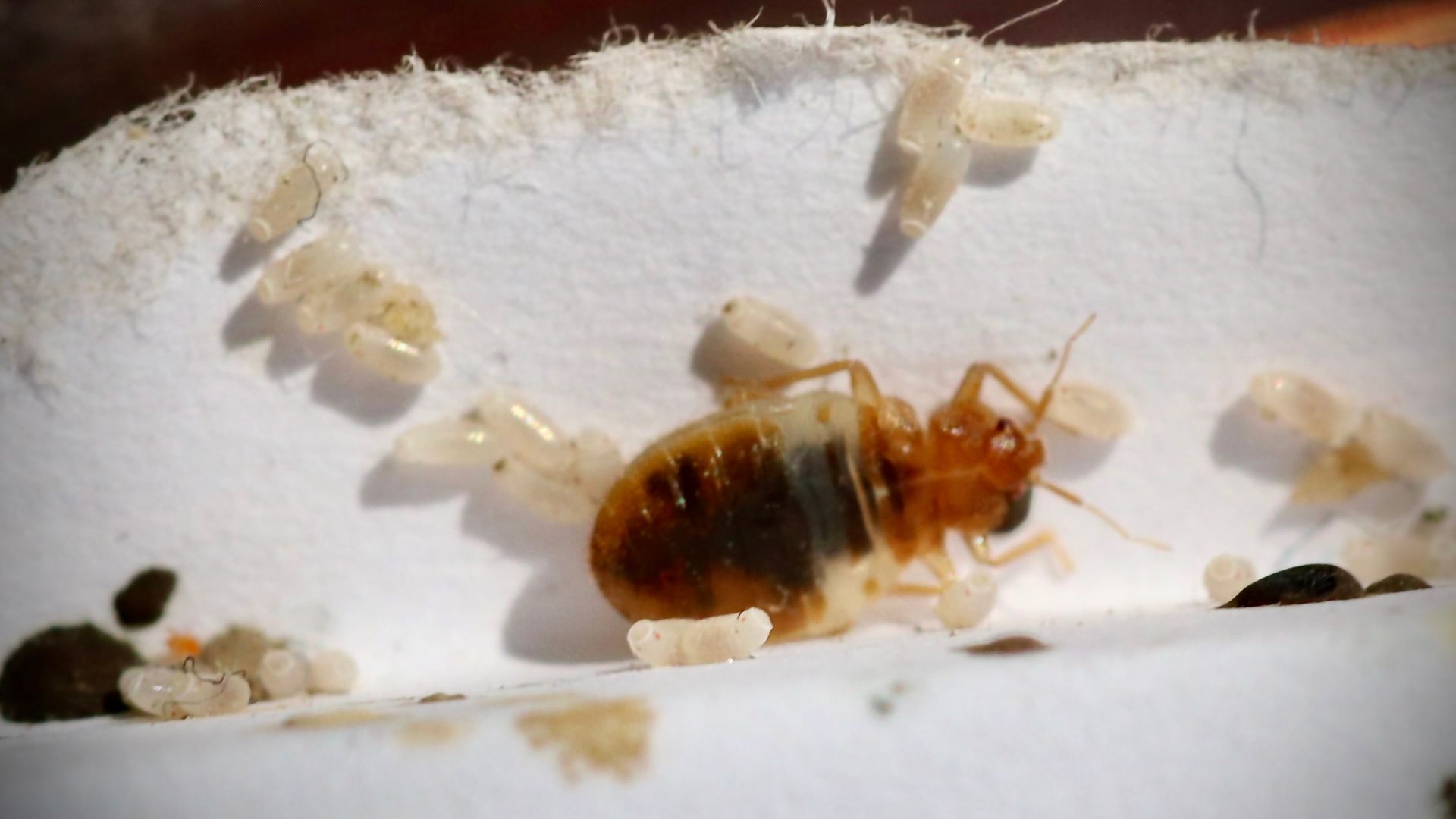 A bed bug and her eggs on a white mattress