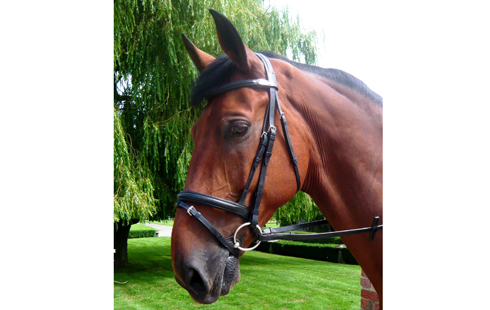 Mark-Todd-Performance-Flash-Bridle-black.jpg