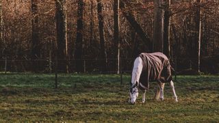 paint horse grazing and wearing a blanket