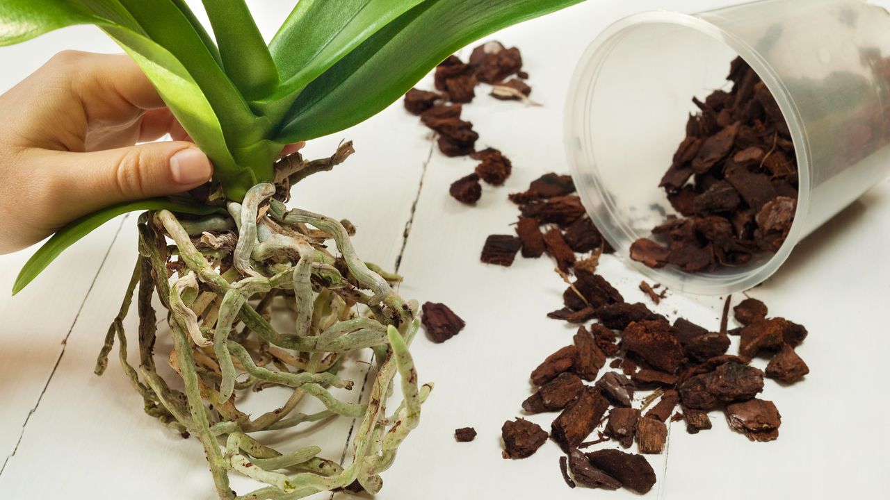 Gardener repotting an orchid