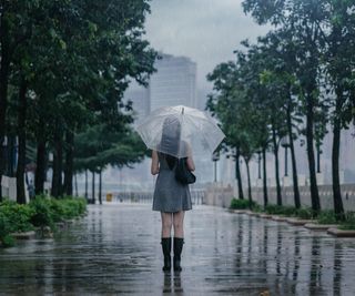 The back of a woman with an umbrella on a tree lined city street in the rain