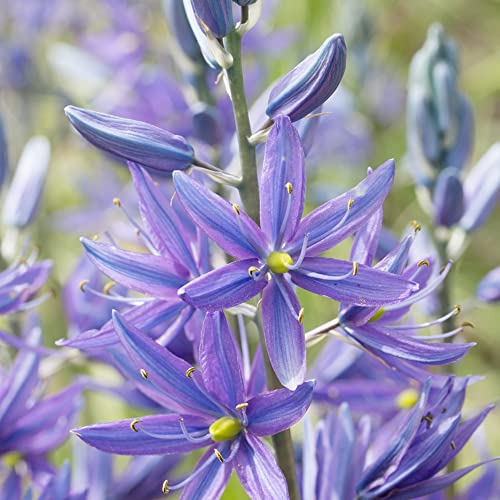 Camassia Quamash Seeds Blue Camas, Camas Lily Perennial Deer Resistant Attracts Bees Cut Flowers Low Maintenance Borders Rain Gardens Outdoor 30pcs Flower Seeds by Yegaol Garden