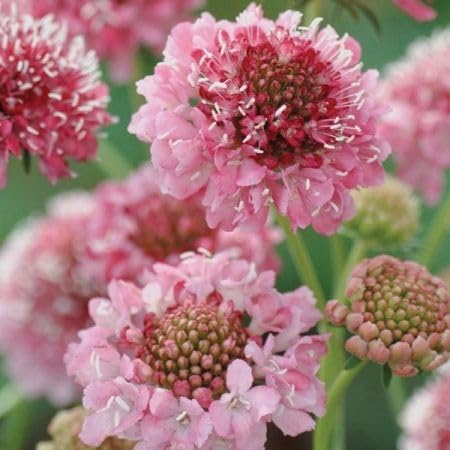 Gardening Treasures: 30 Scabiosa Salmon Rose Seeds