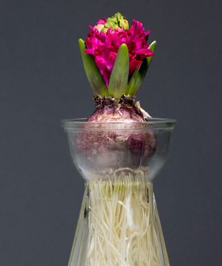 pink hyacinth bulb growing in water