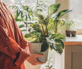 person holding a healthy potted houseplant