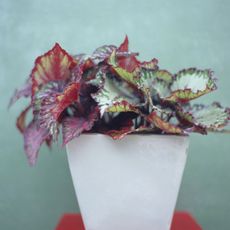 Potted begonia against a teal background