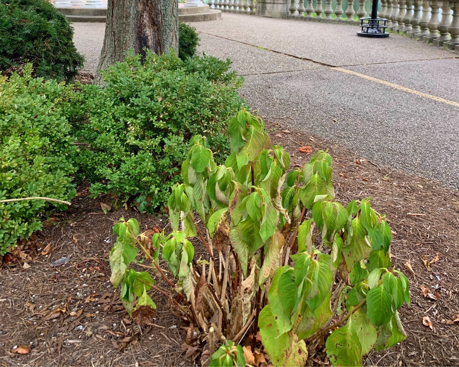 Wilting Hydrangea In Hot & Dry Summer Conditions