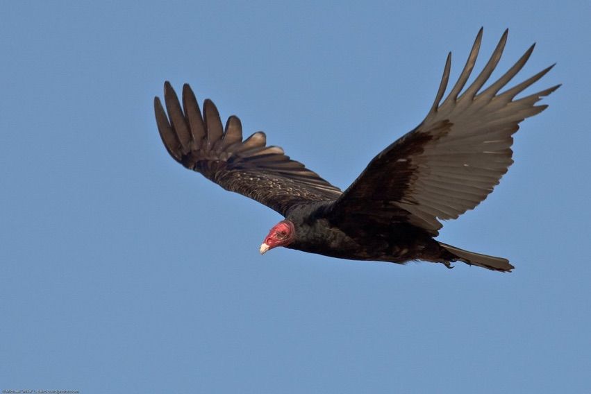 Turkey Vultures Photos Reveal an Icon of the American West Live Science