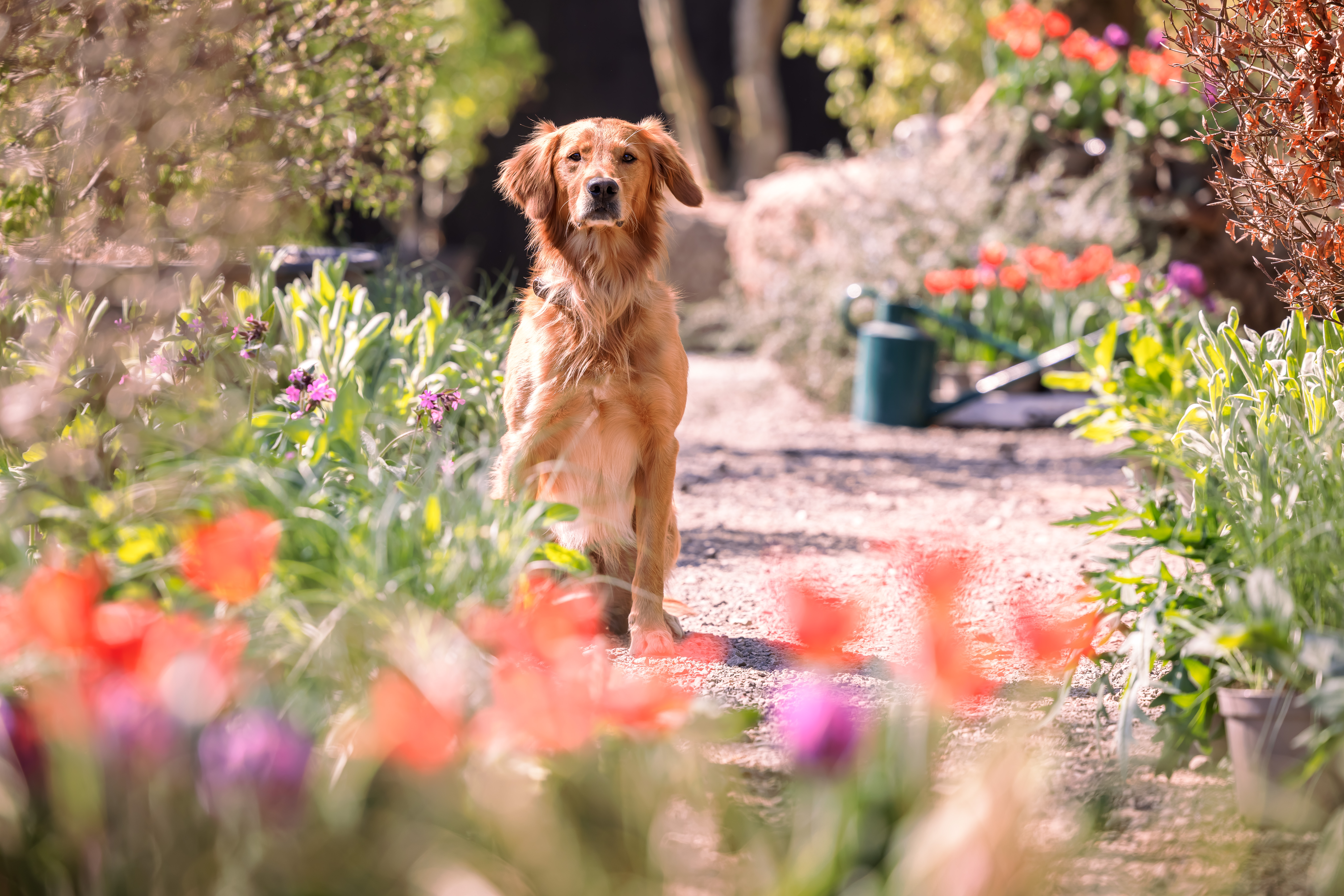 Monty Don dog Chelsea garden