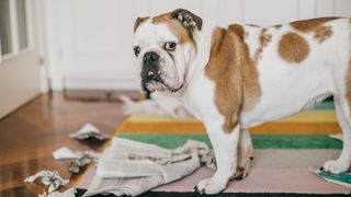 a bulldog pictured in a living room surrounded by torn up newpaper