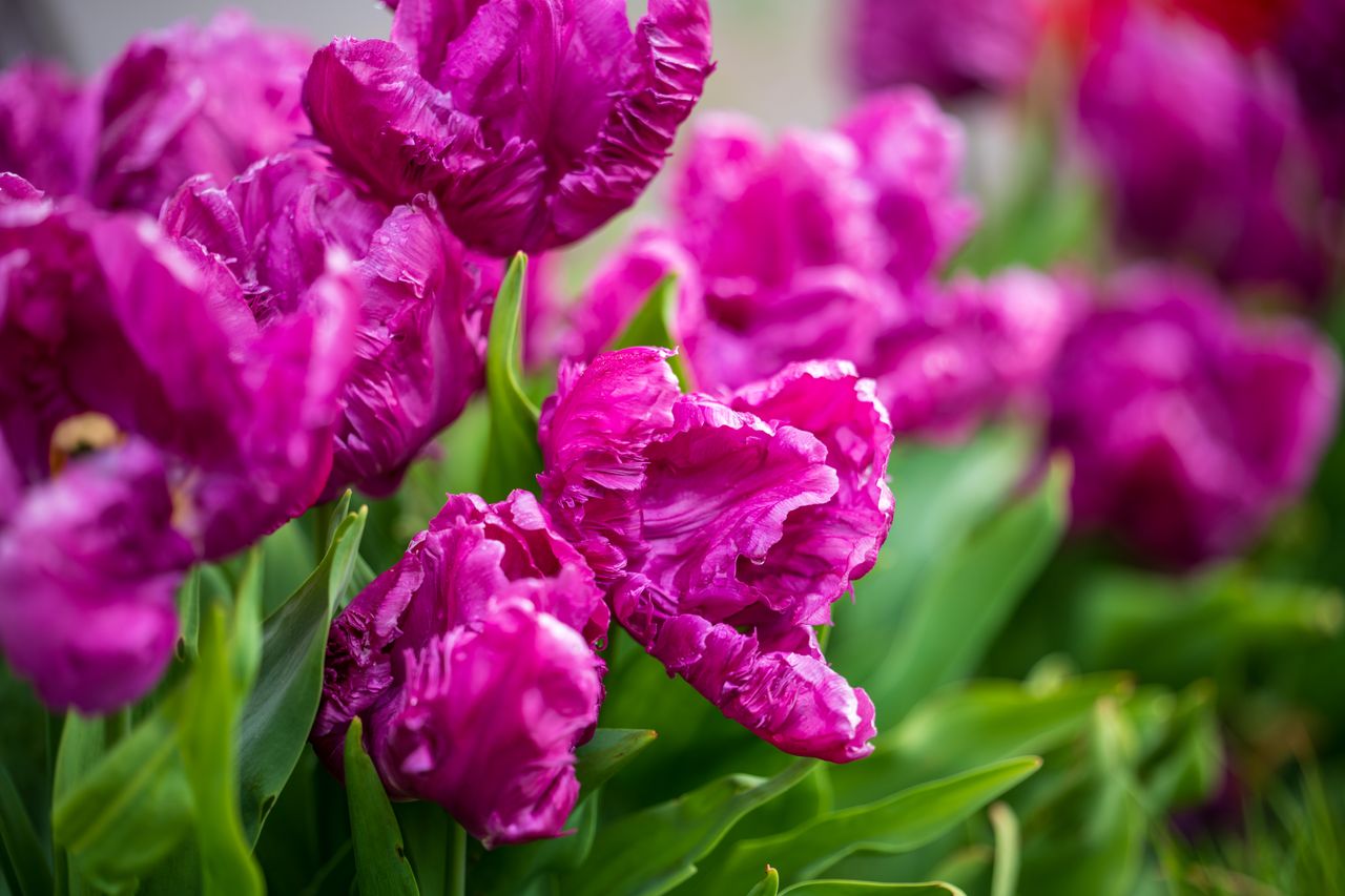 Sony FE 50-150mm f/2 G Master example shot