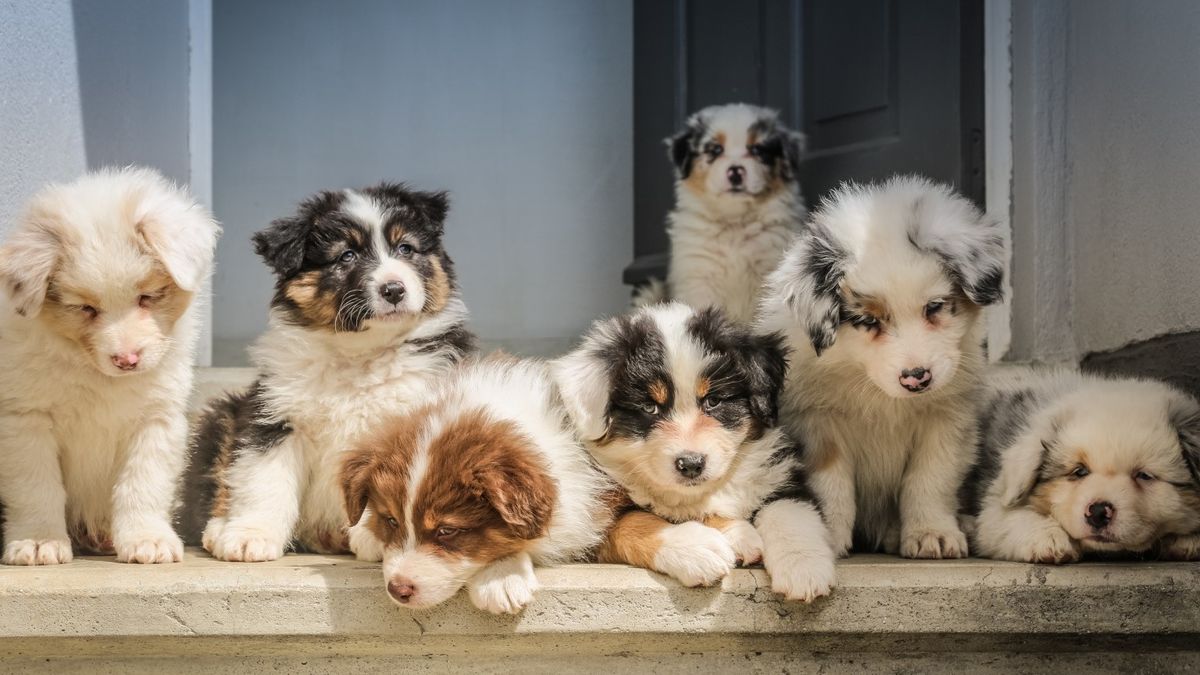 young puppies in row