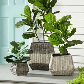 Three wicker planters with fiddle leaf figs