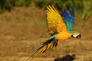 A macaw soars through a clearing in the Amazon rainforest.