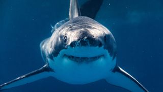 a great white shark in a dark blue sea looking straight at the camera with mouth slightly open
