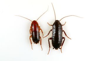 Nymph Turkestan cockroaches (left) and oriental cockroaches (right).