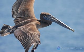 Pelican flying