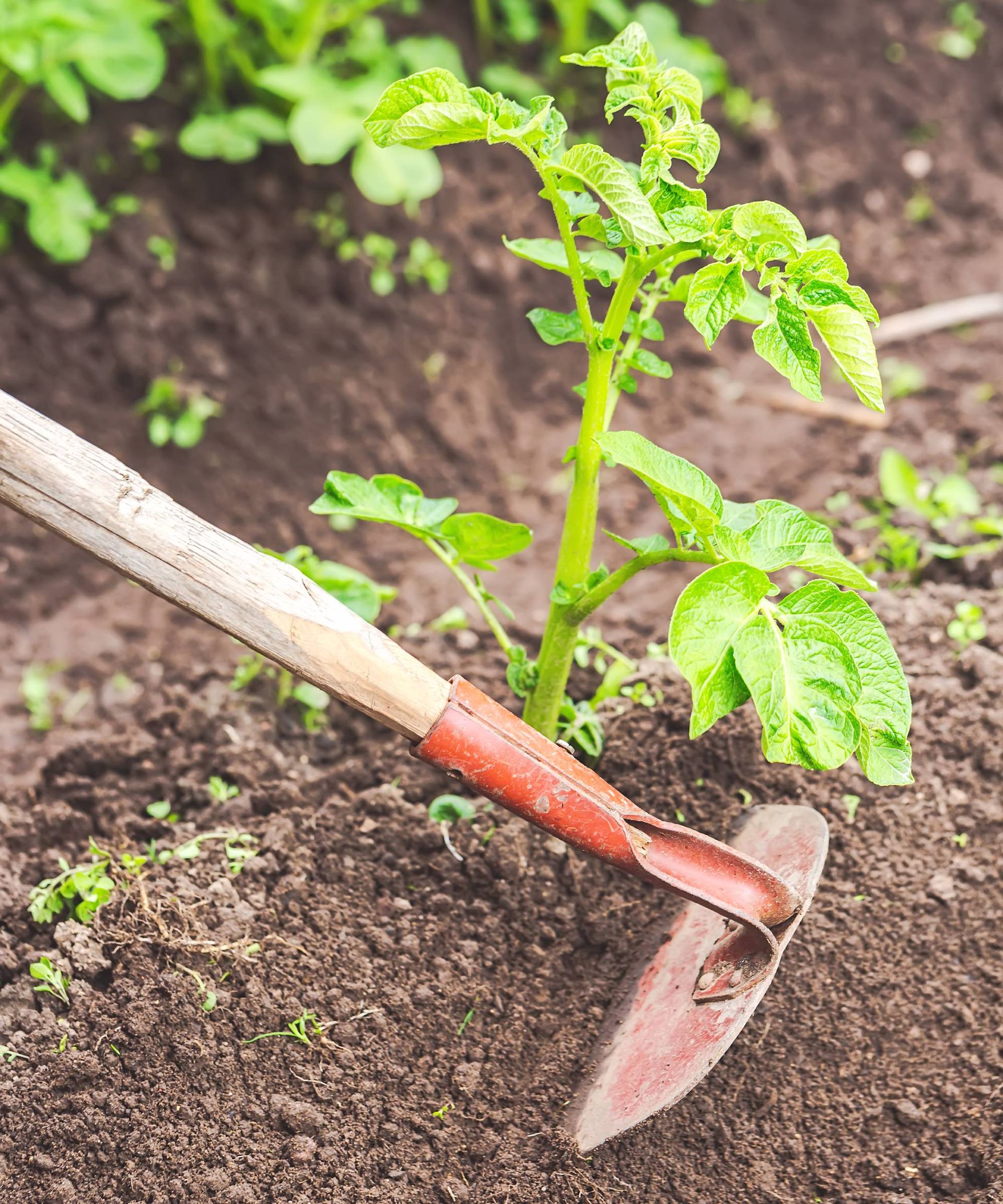 Hilling potato plant with garden hoe