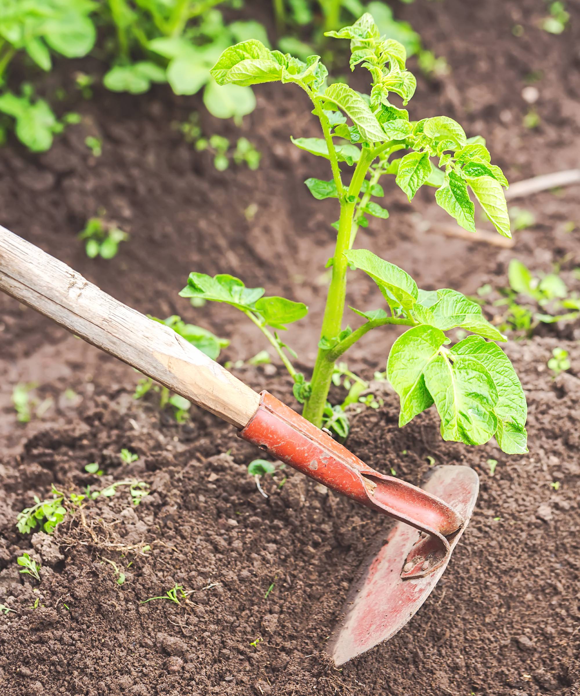 Hilling potato plant with garden hoe