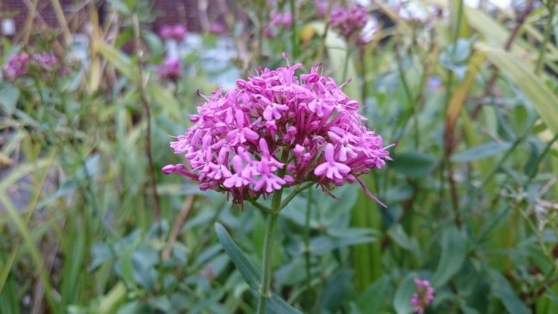 Xperia Z3 camera sample