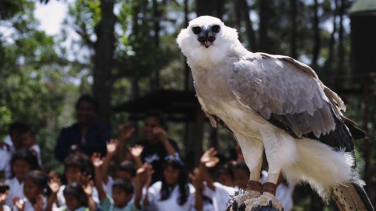 a harpy eagle opens its mouth with a crowd of people behind it