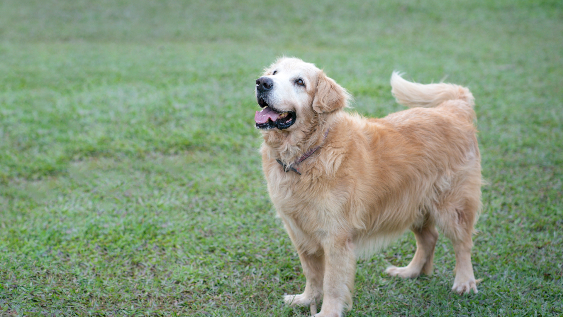 happy golden retriever wags their tail in a field