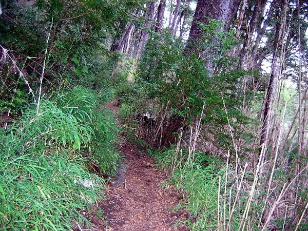An example of some sweet singletrack.