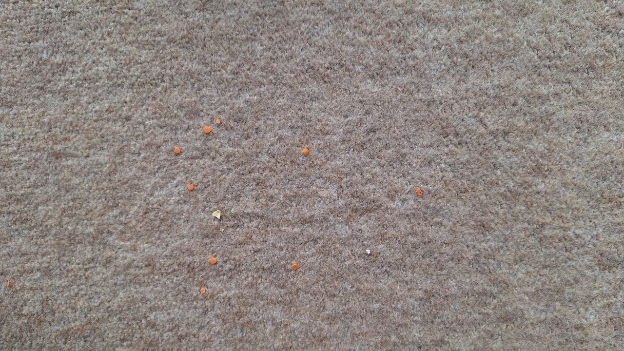 A sprinkling of oats and lentils on carpet after a single forward pass with the Henry Quick Corded