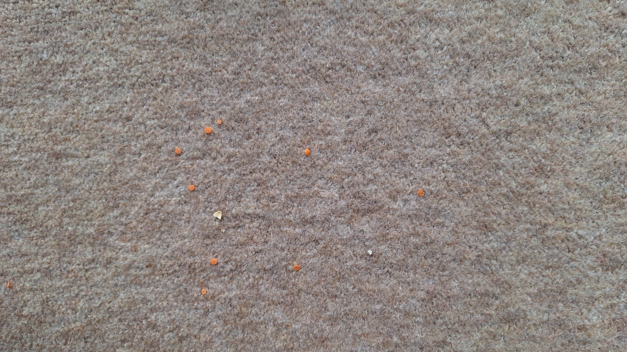 A sprinkling of oats and lentils on carpet after a single forward pass with the Henry Quick Corded