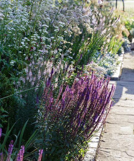 drought-resistant plants