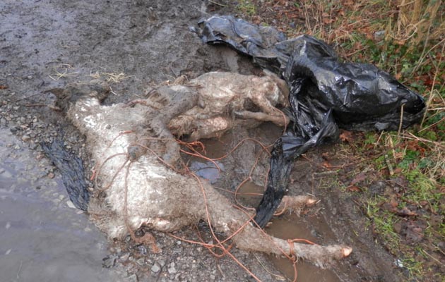 Dead foals dumped in Bridgend 1