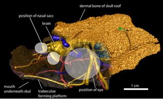 Romundina internal cranial anatomy revealed by synchrotron scanning.