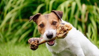 Dog eating large dog chew