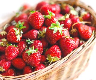 strawberry varieties Vibrant at harvest
