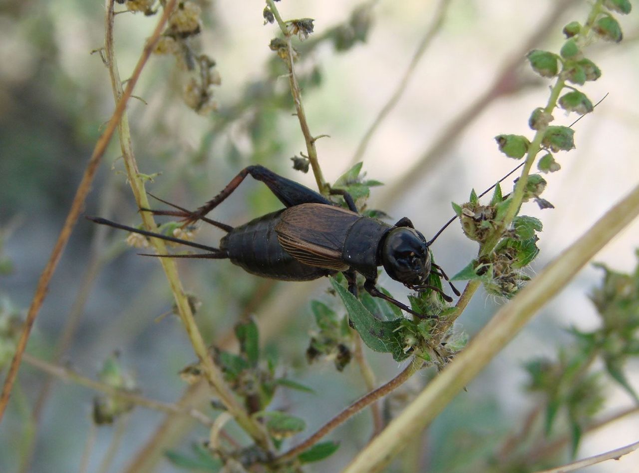 Cricket On Plant In Garden