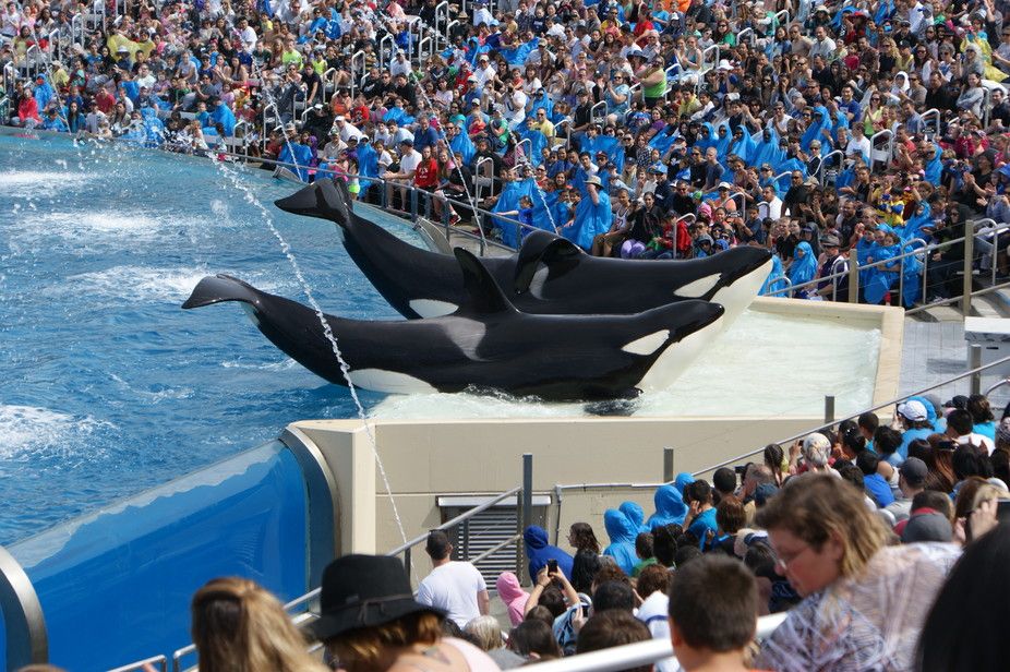 Orcas perform