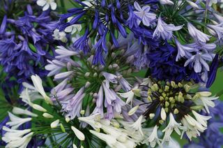 White and purple Agapanthus Flowers