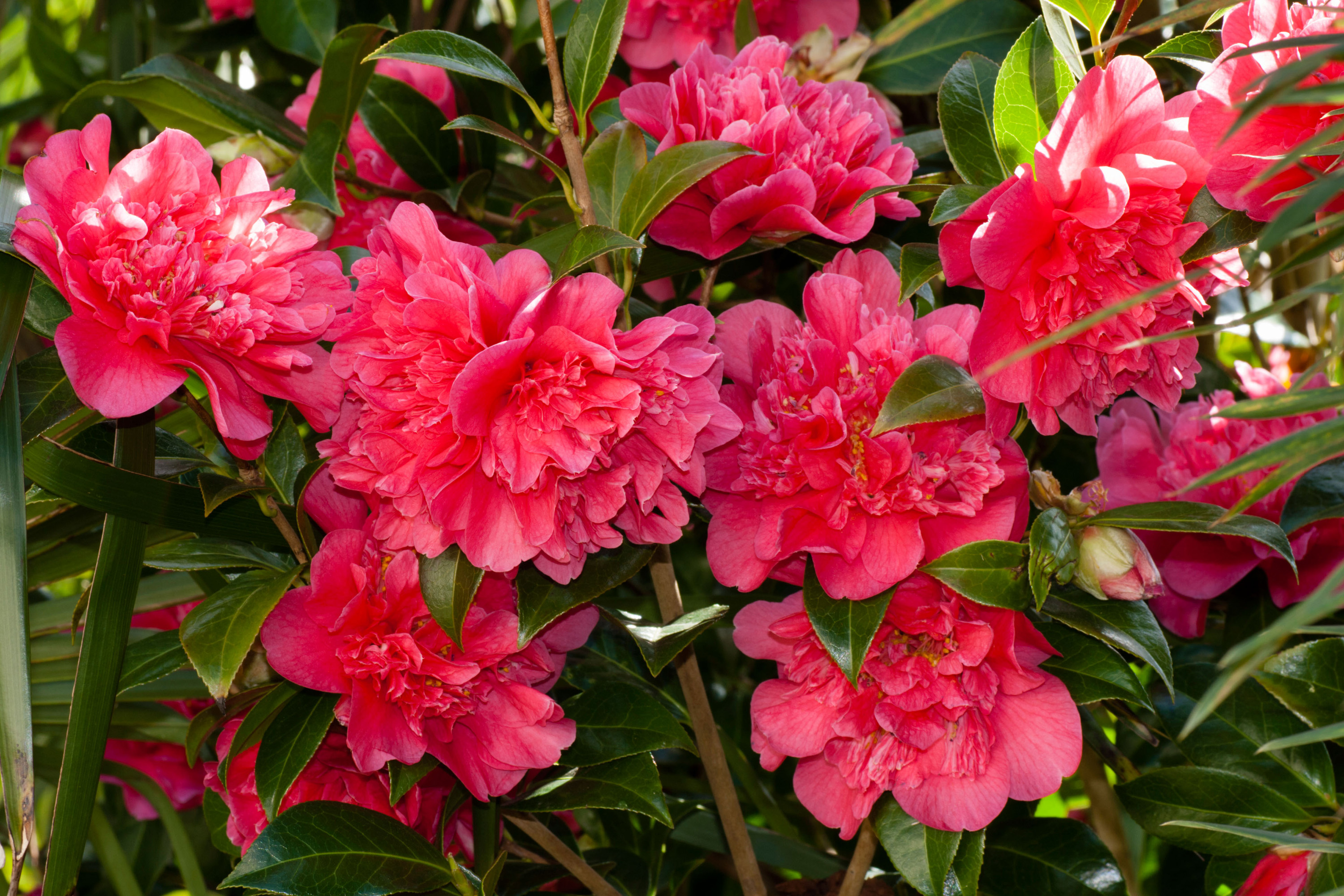 shrubs for small spaces