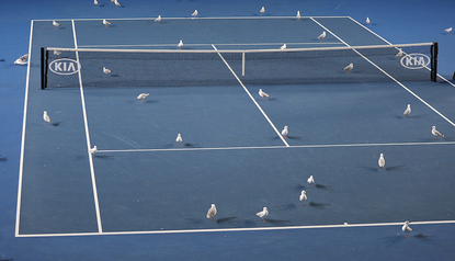  Birds on a tennis court.