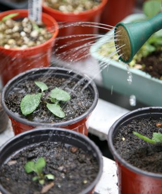 Watering seedling in plant pots