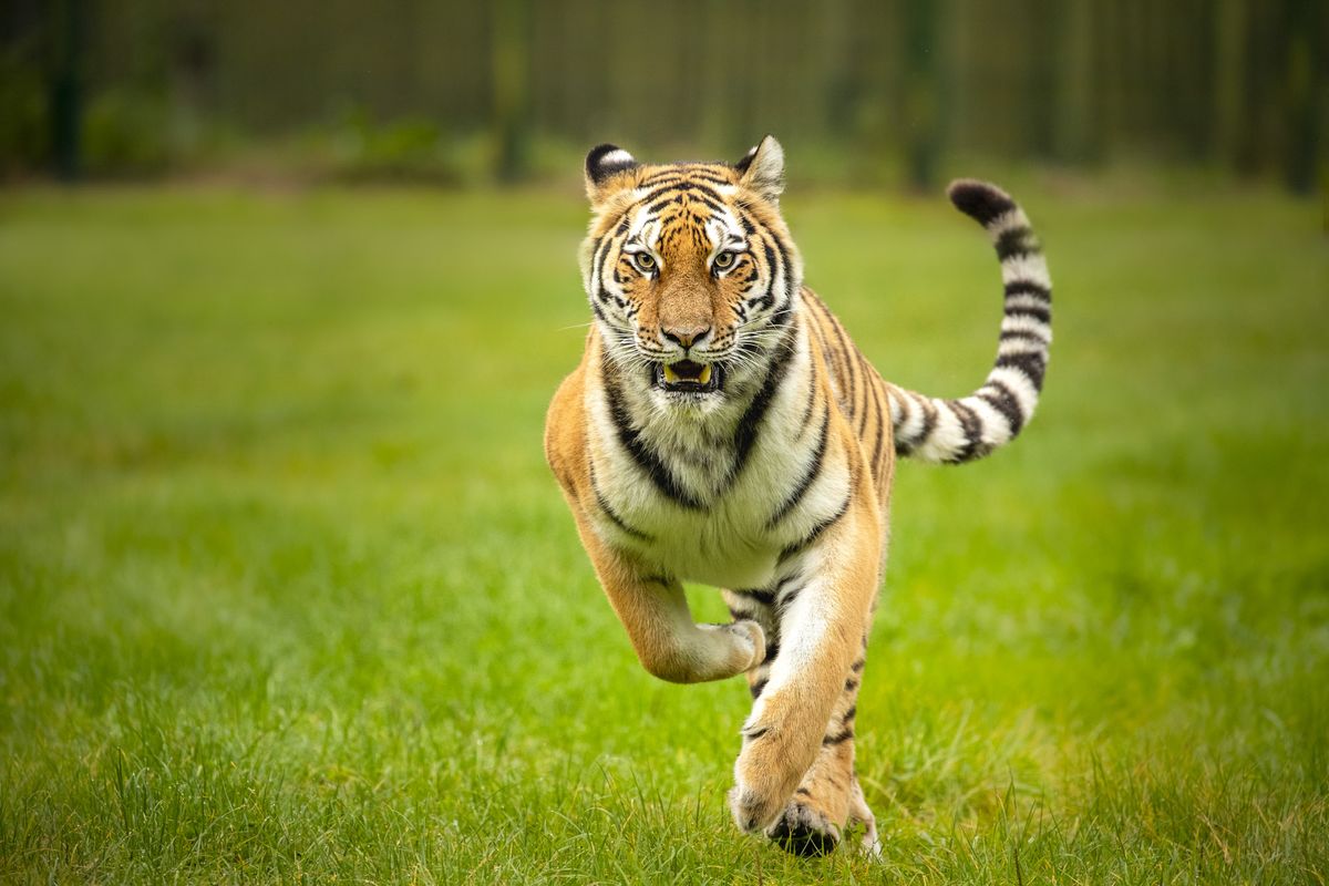Wildlife